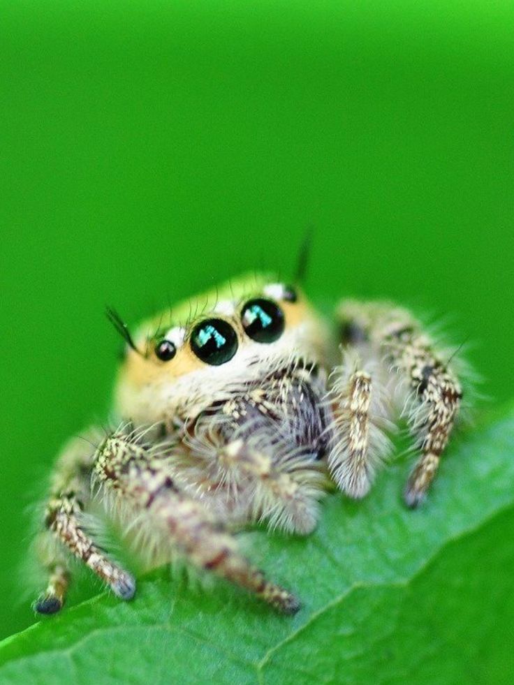 Why Jumping spiders make great pets